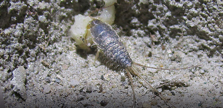 Figure 2: Paper or Grey silverfish feeding on a bait spot.